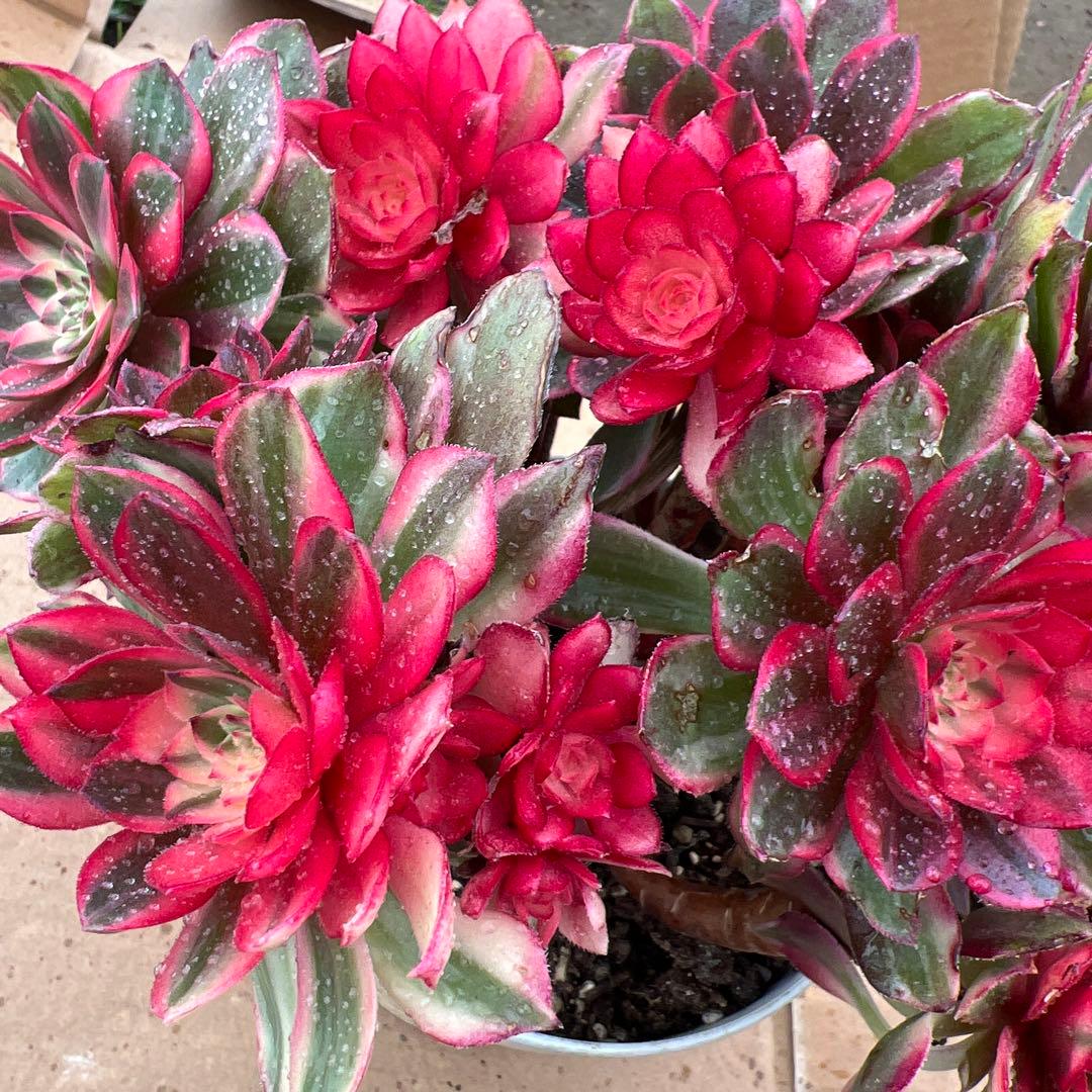 多肉植物。紅蓮花 法師錦（16頭以上）抜き苗