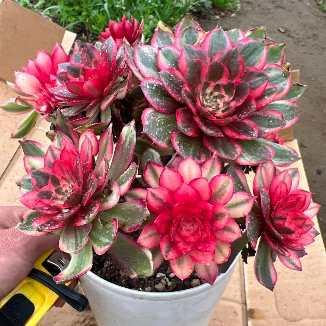 多肉植物。紅蓮花 法師錦（16頭以上）抜き苗
