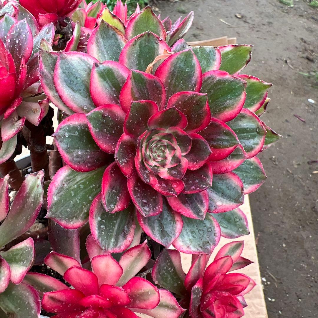 多肉植物。紅蓮花 法師錦（16頭以上）抜き苗