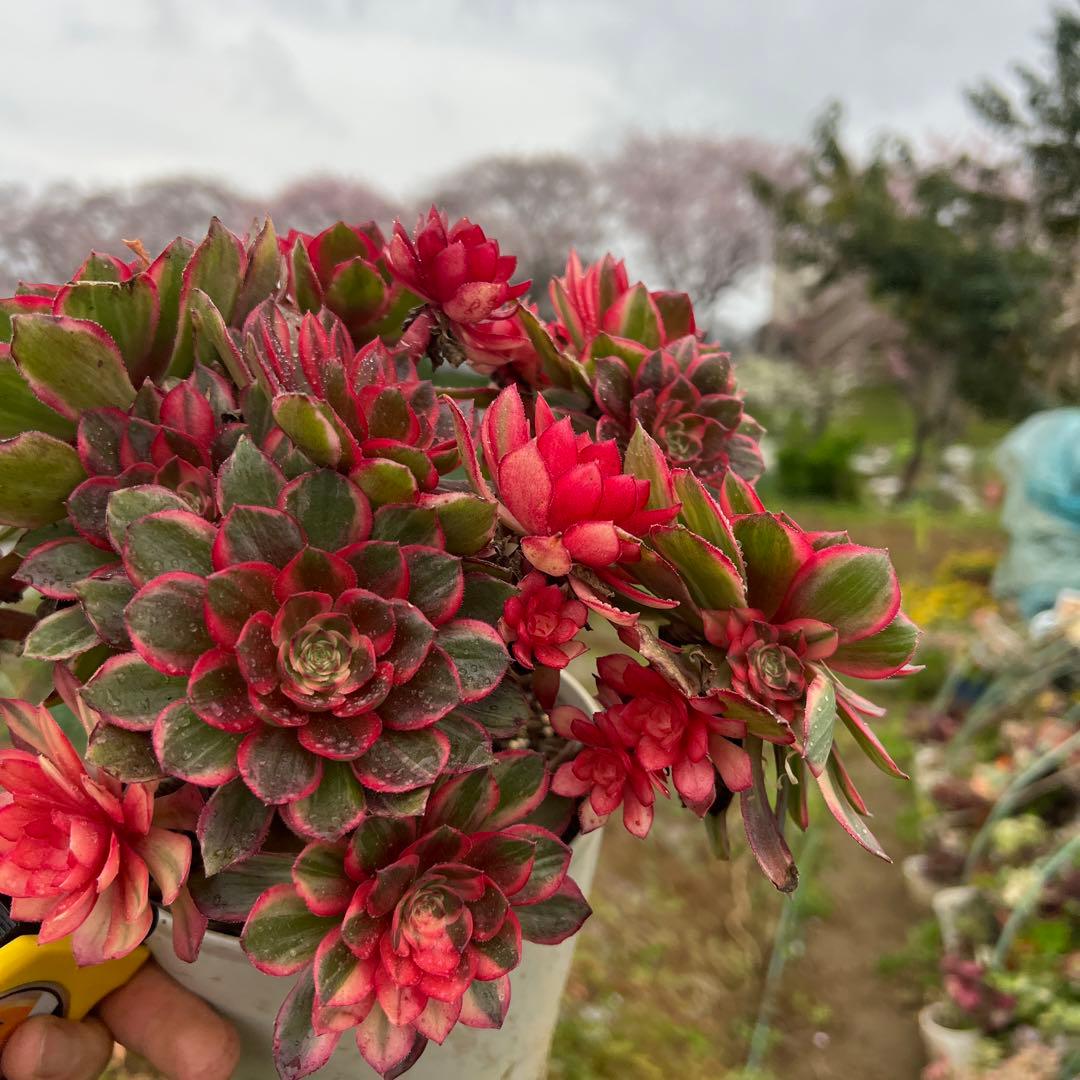 多肉植物。紅蓮花 法師錦（16頭以上）抜き苗