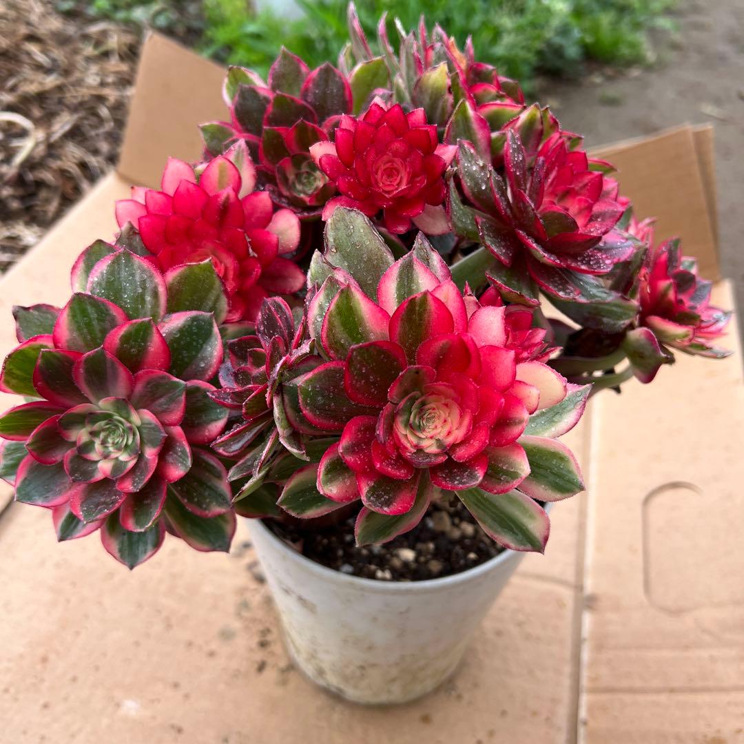 多肉植物。紅蓮花 法師錦（16頭以上）抜き苗