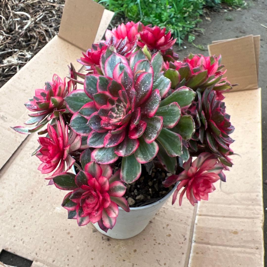 多肉植物。紅蓮花 法師錦（16頭以上）抜き苗