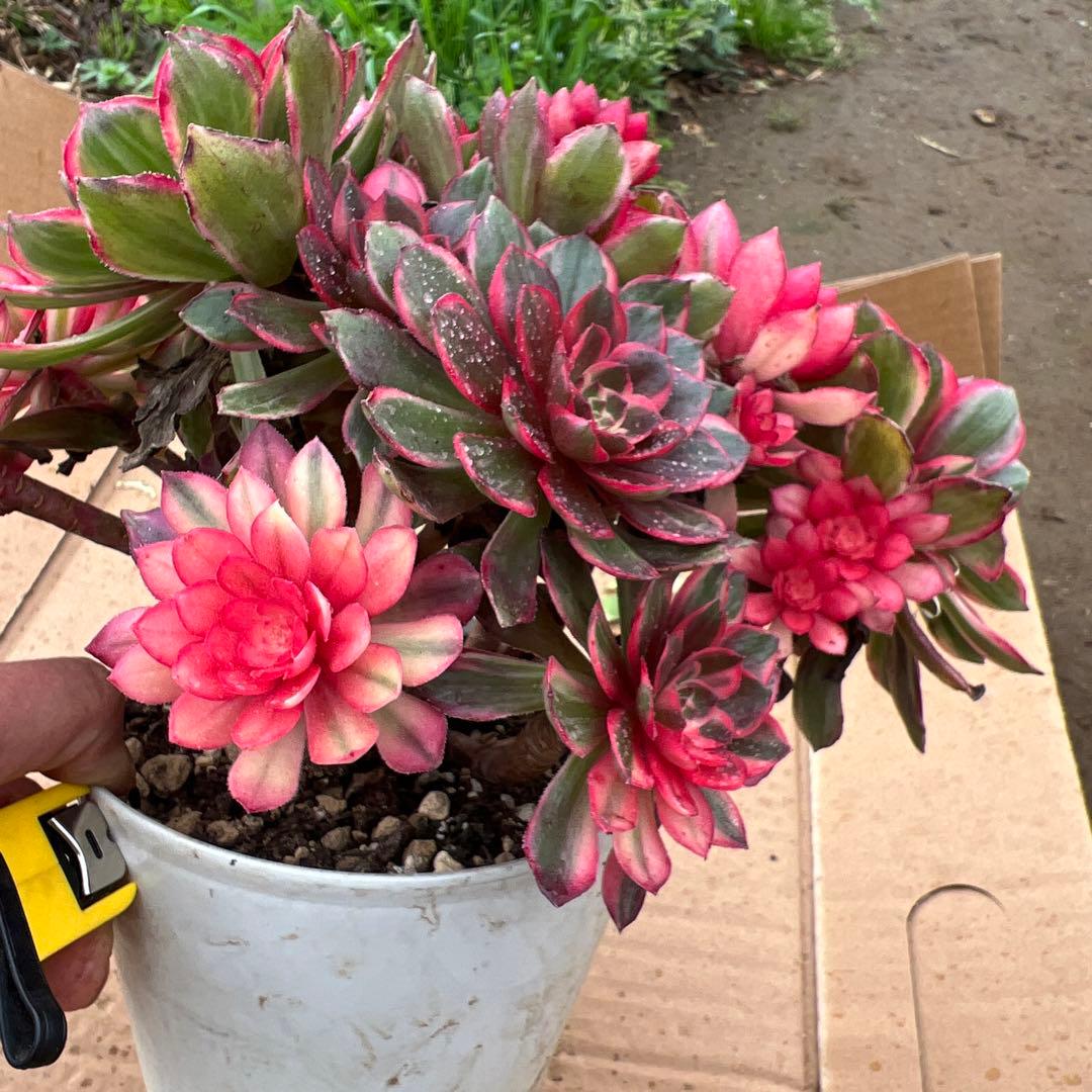 多肉植物。紅蓮花 法師錦（16頭以上）抜き苗