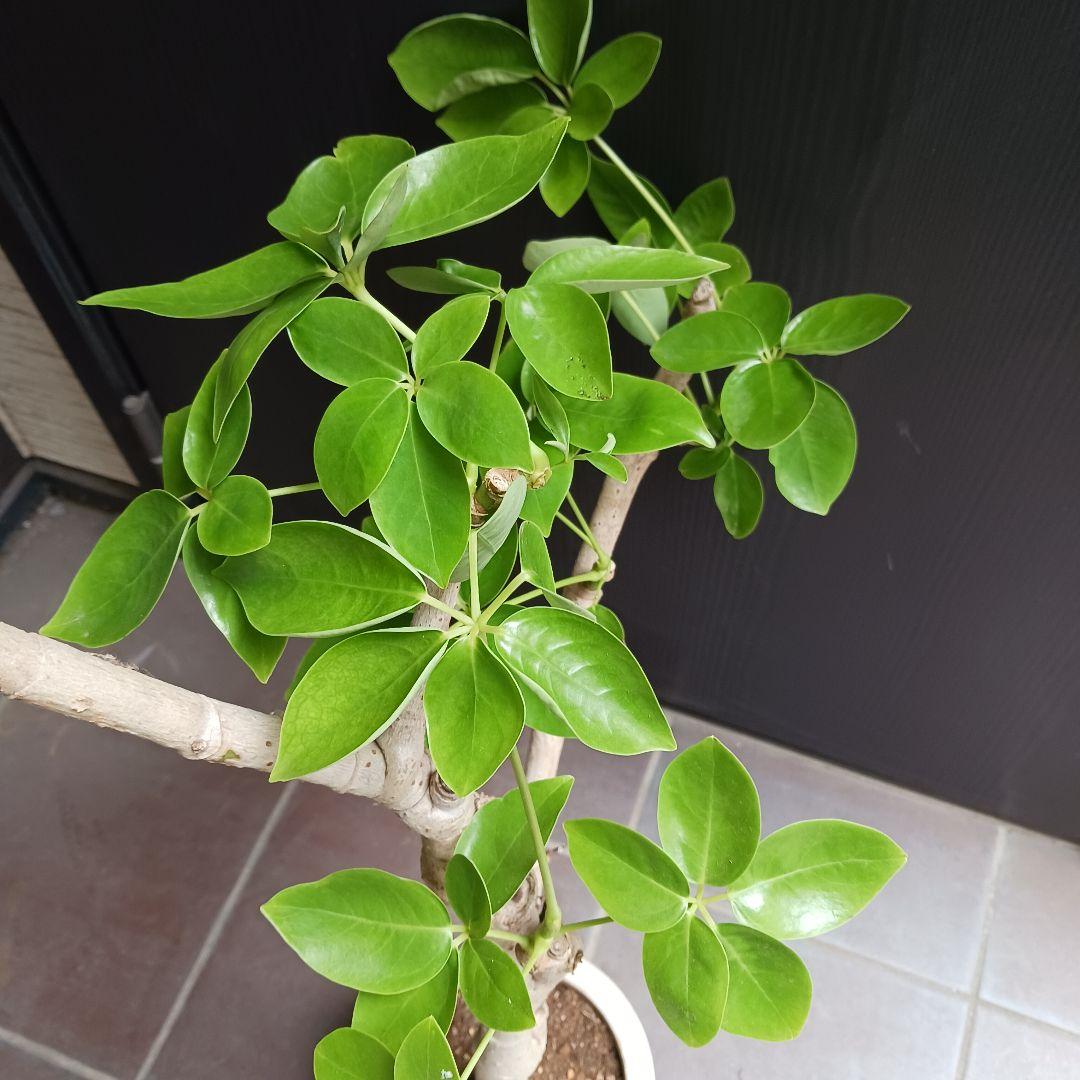 引取★1 シェフレラ SP 6号　観葉植物