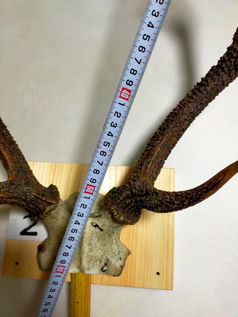 頭蓋骨付き鹿の角　台座付き　②　大サイズ