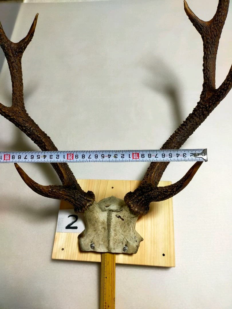 頭蓋骨付き鹿の角　台座付き　②　大サイズ