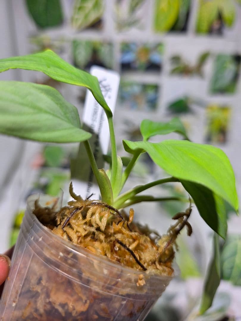 熱帯植物　ホマロメナsp.カリマンタン　バラト　[SF0925-01]