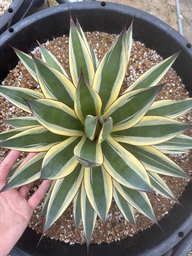 アガベ Agave ' Glow' 267