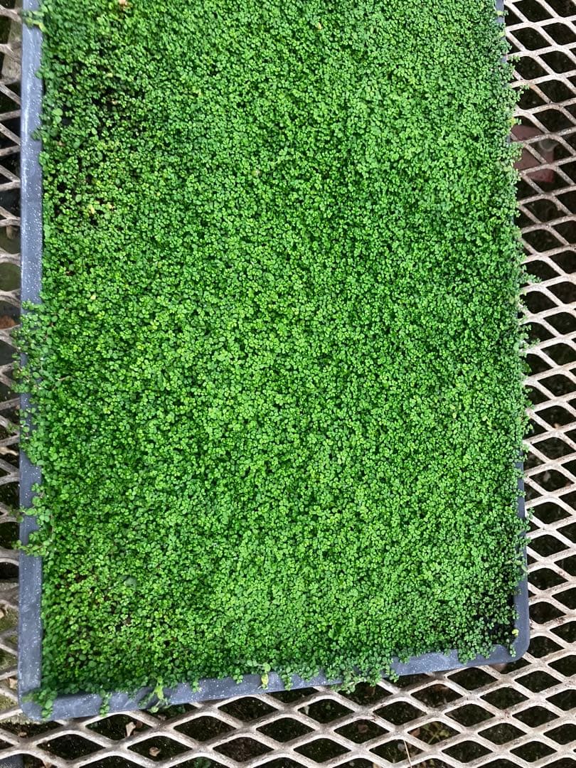 ベビーティアーズ　特大シート　 58cm×28cm