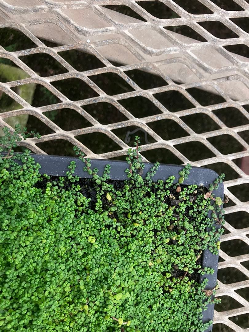 ベビーティアーズ　特大シート　 58cm×28cm