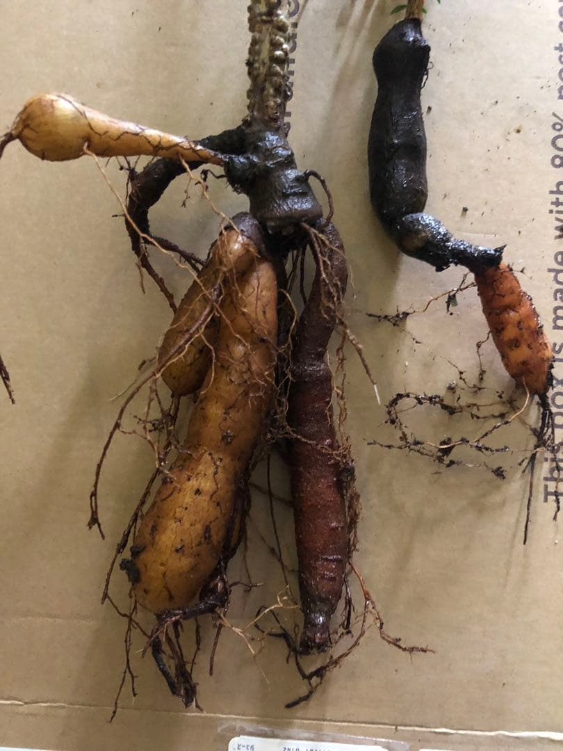 塊根植物 オペルクリカリア　パキプス　2つセット