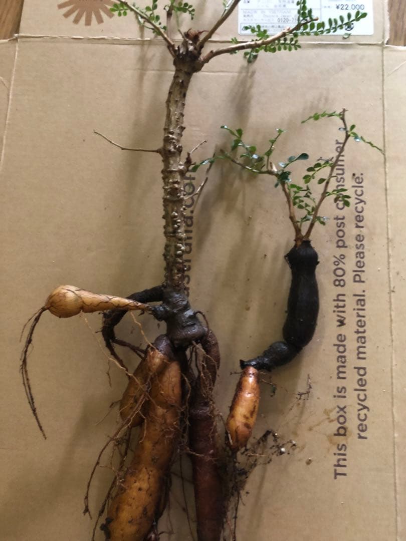 塊根植物 オペルクリカリア　パキプス　2つセット