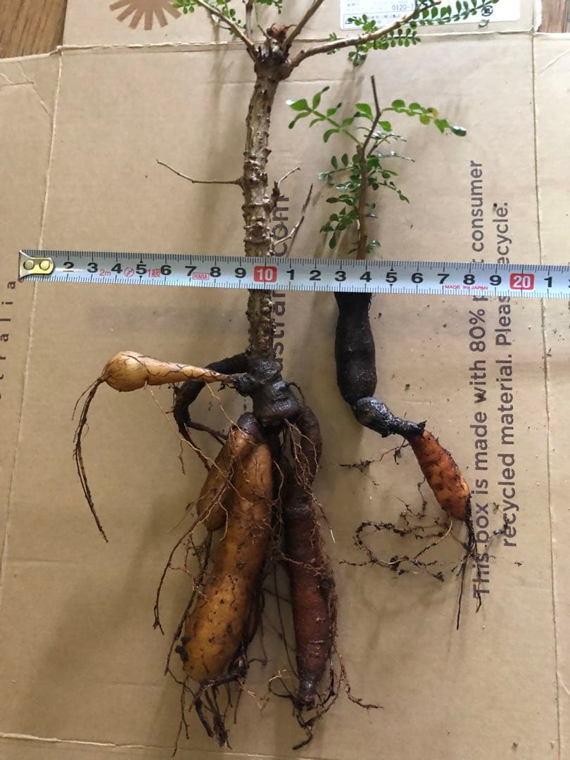 塊根植物 オペルクリカリア　パキプス　2つセット