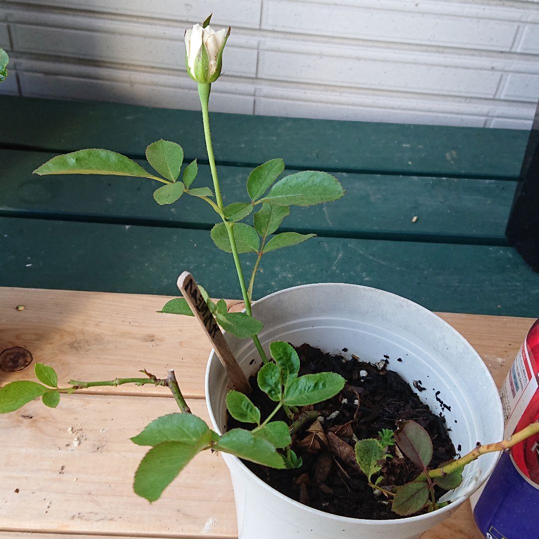 えみです♪ファビュラス♪(’-’*)♪赤ちゃん薔薇苗です♪