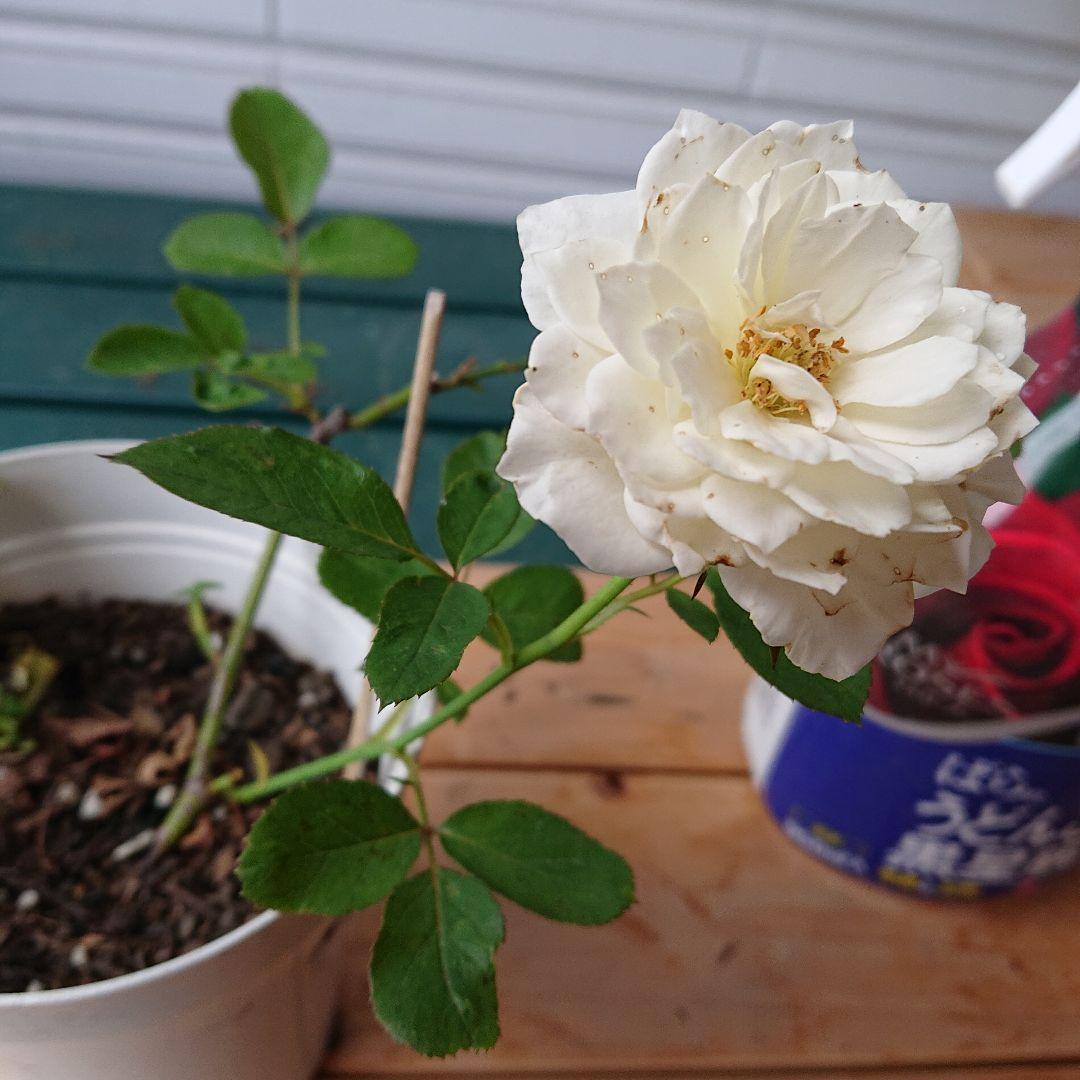 えみです♪ファビュラス♪(’-’*)♪赤ちゃん薔薇苗です♪