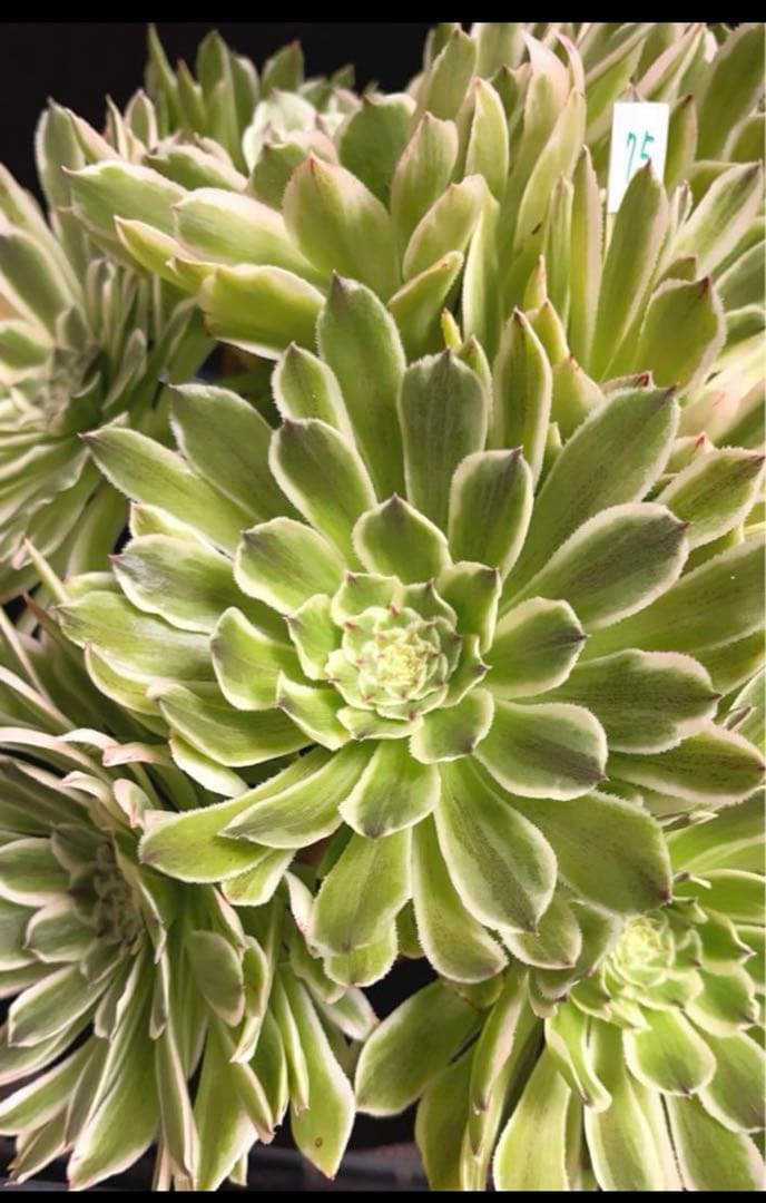 75#多肉植物❤️アエオニウム錦❤️青い波❤️15頭31cm拔き苗