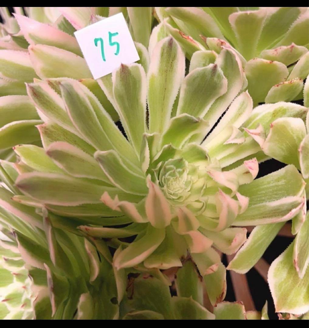 75#多肉植物❤️アエオニウム錦❤️青い波❤️15頭31cm拔き苗