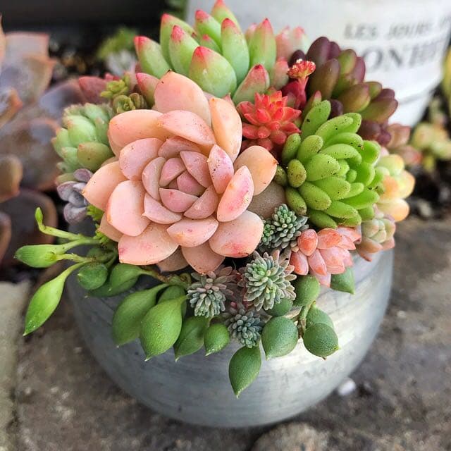 ★多肉植物　寄せ植え〜コロンとブリキ寄せ〜そのまま飾れます(*^▽^*)