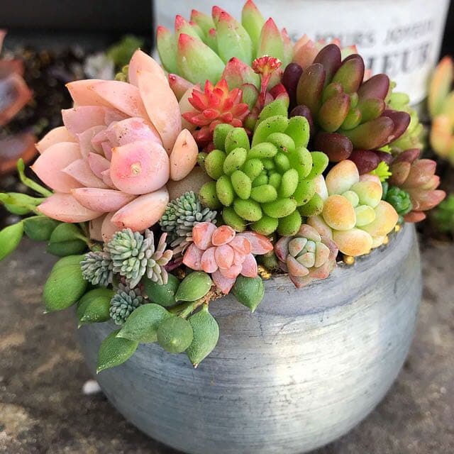 ★多肉植物　寄せ植え〜コロンとブリキ寄せ〜そのまま飾れます(*^▽^*)