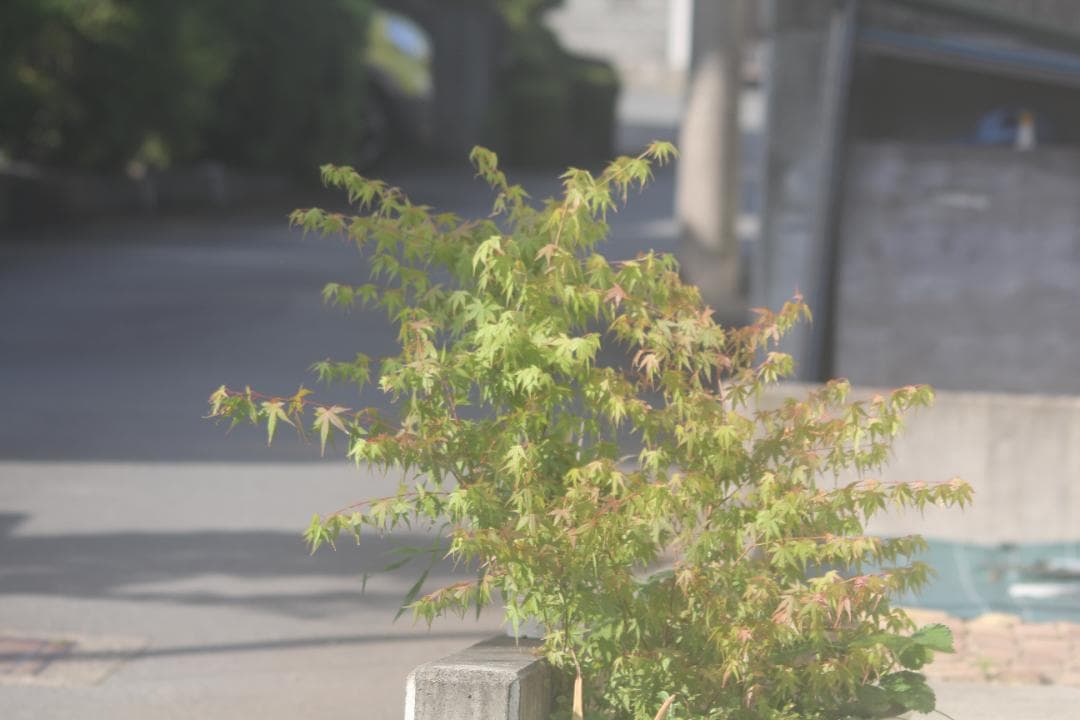 シグマ APO 150-500mm F5-6.3 DG キャノン用