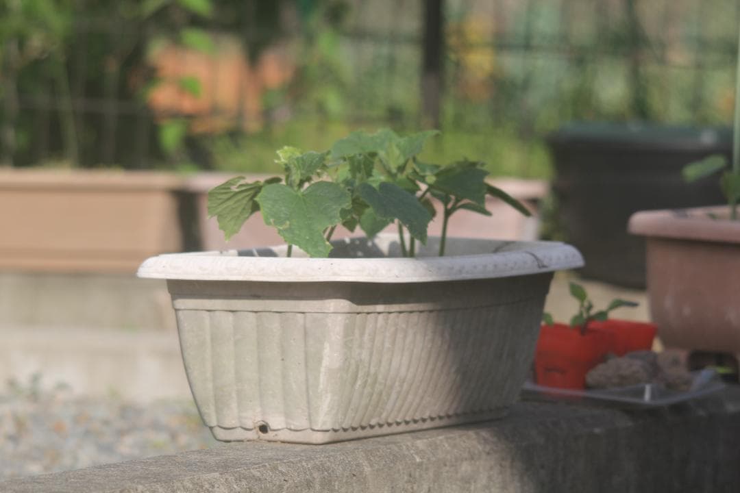 シグマ APO 150-500mm F5-6.3 DG キャノン用