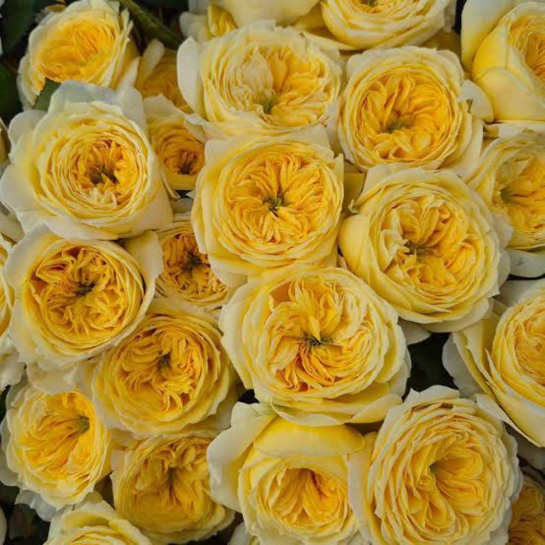 レア薔薇　切り花品