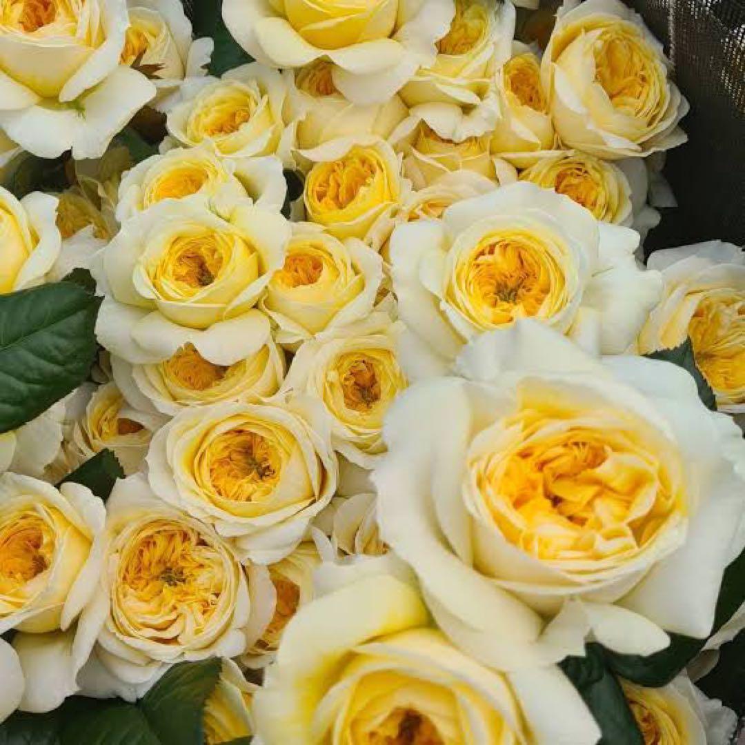 レア薔薇　切り花品