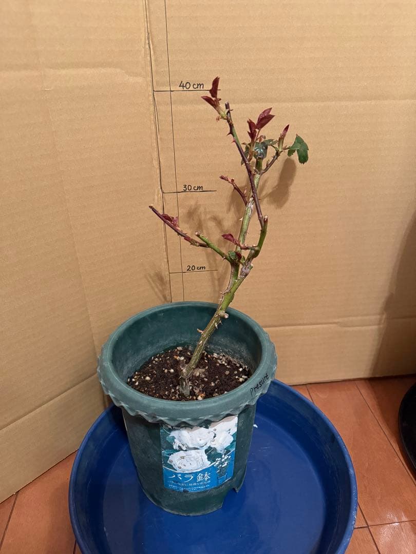 レア薔薇　切り花品