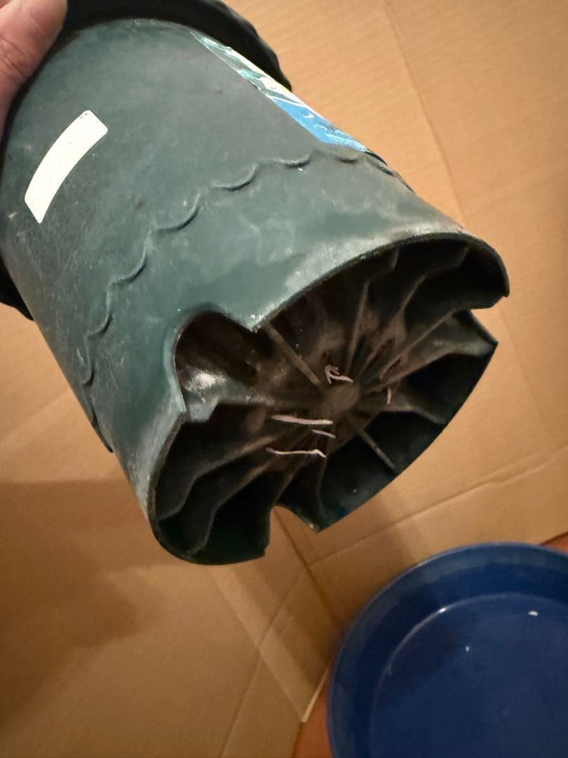 レア薔薇　切り花品