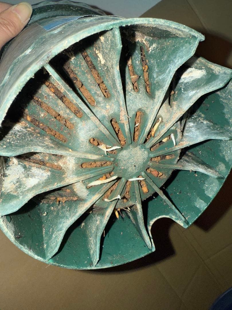レア薔薇　切り花品