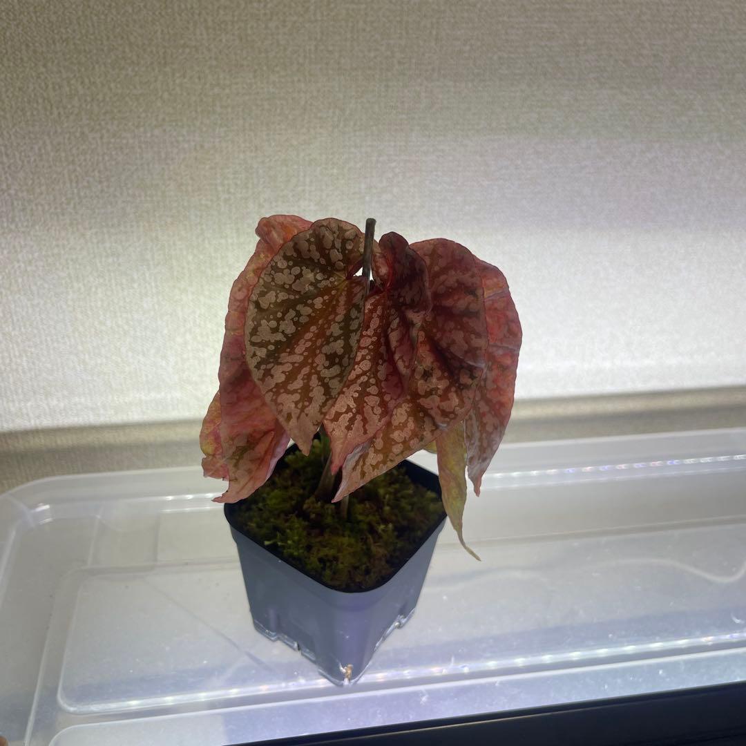 2 Begonia  Capped pink ベゴニア スノーキャップド