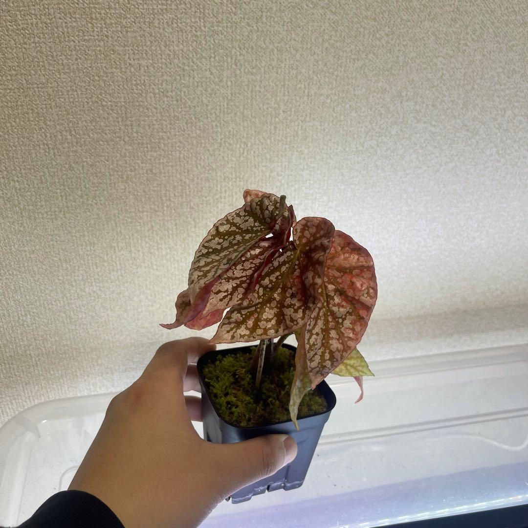 2 Begonia  Capped pink ベゴニア スノーキャップド