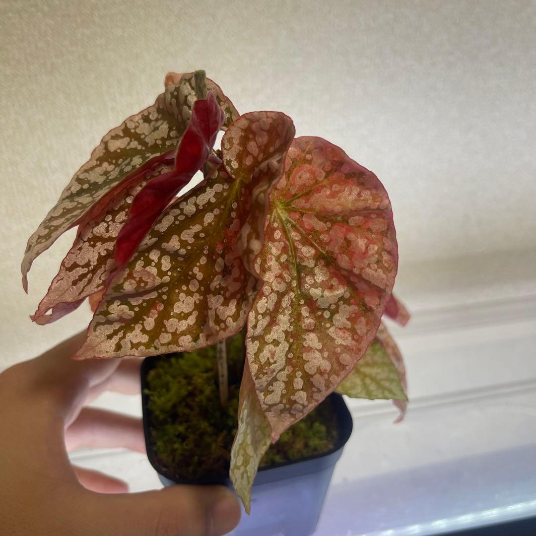 2 Begonia  Capped pink ベゴニア スノーキャップド