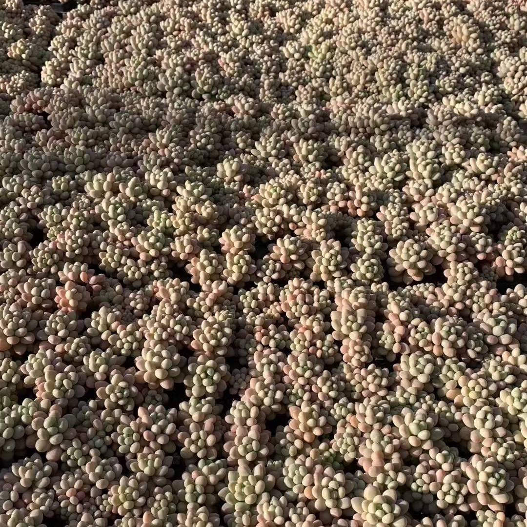 Top【選抜株】　多肉植物　23443ロココ 105個　プラグトレー苗