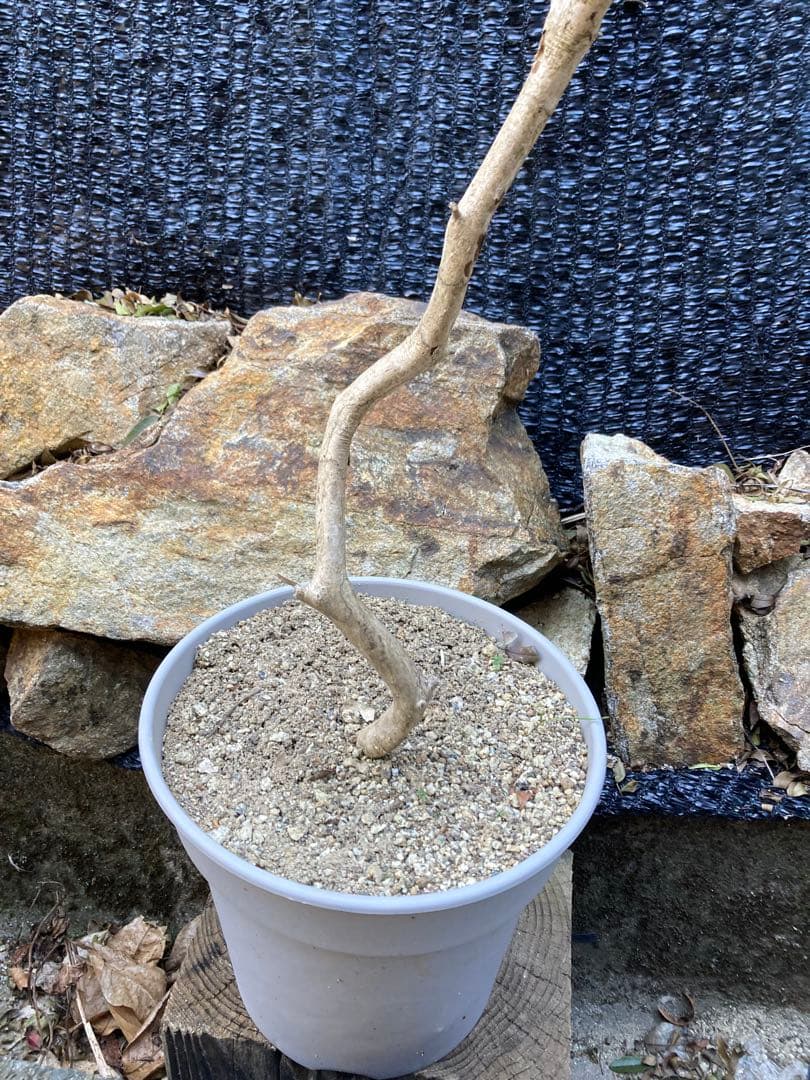 山採り　アセビ　馬酔木　約170センチ