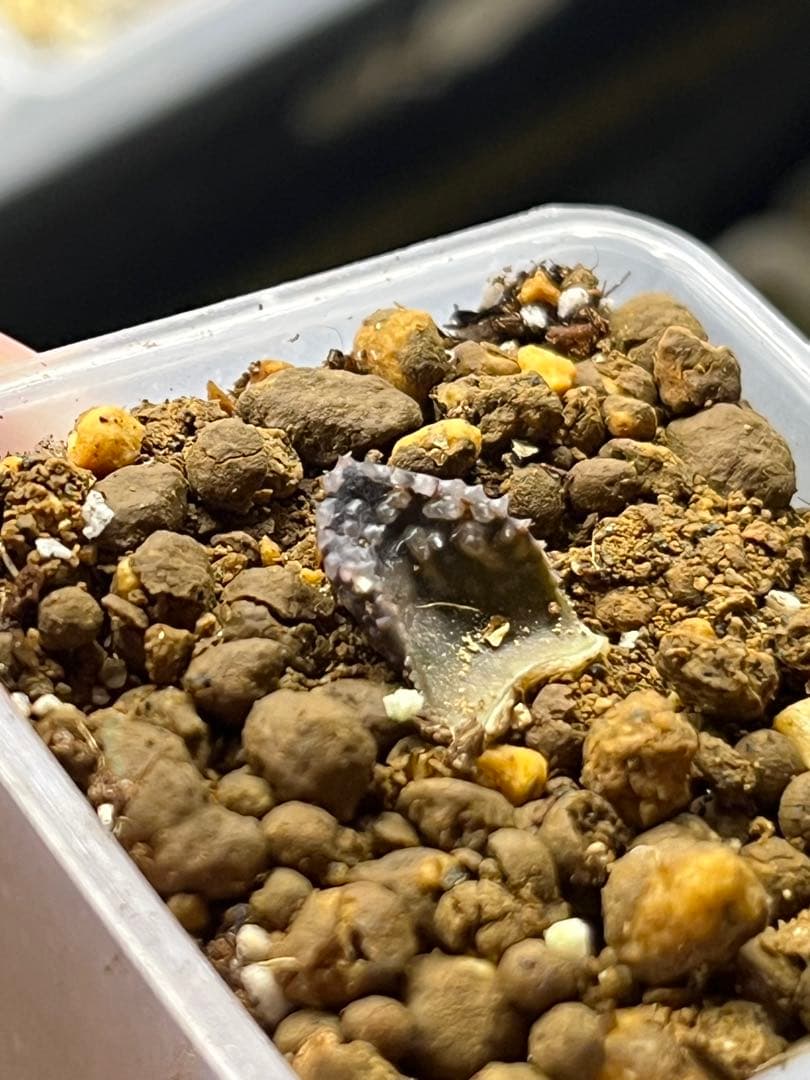 ハオルチア 王蟲　葉挿し　発根済み