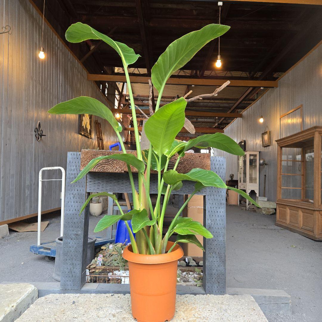 ①　ストレリチアオーガスタ　8号　３株植え　特大苗木最高等級極上品‼️