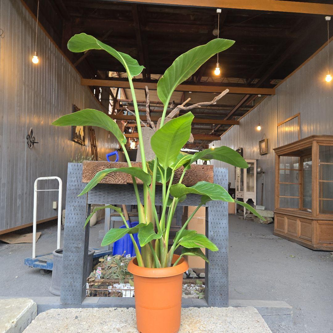 ①　ストレリチアオーガスタ　8号　３株植え　特大苗木最高等級極上品‼️