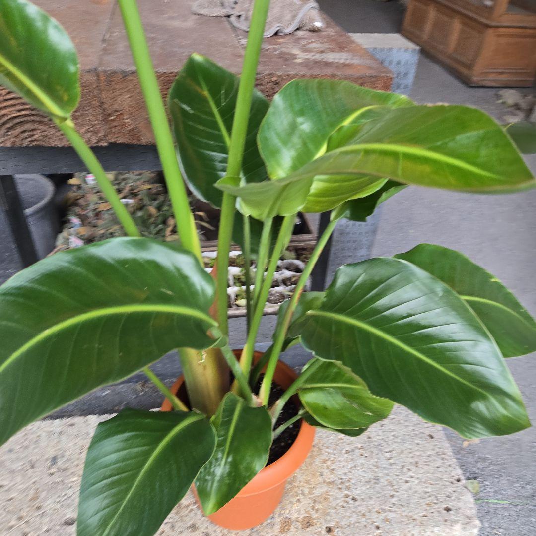 ①　ストレリチアオーガスタ　8号　３株植え　特大苗木最高等級極上品‼️