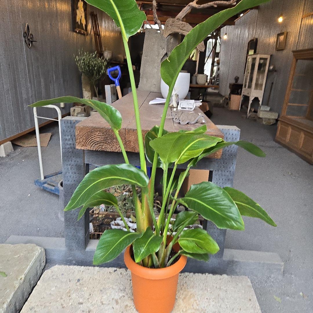 ①　ストレリチアオーガスタ　8号　３株植え　特大苗木最高等級極上品‼️