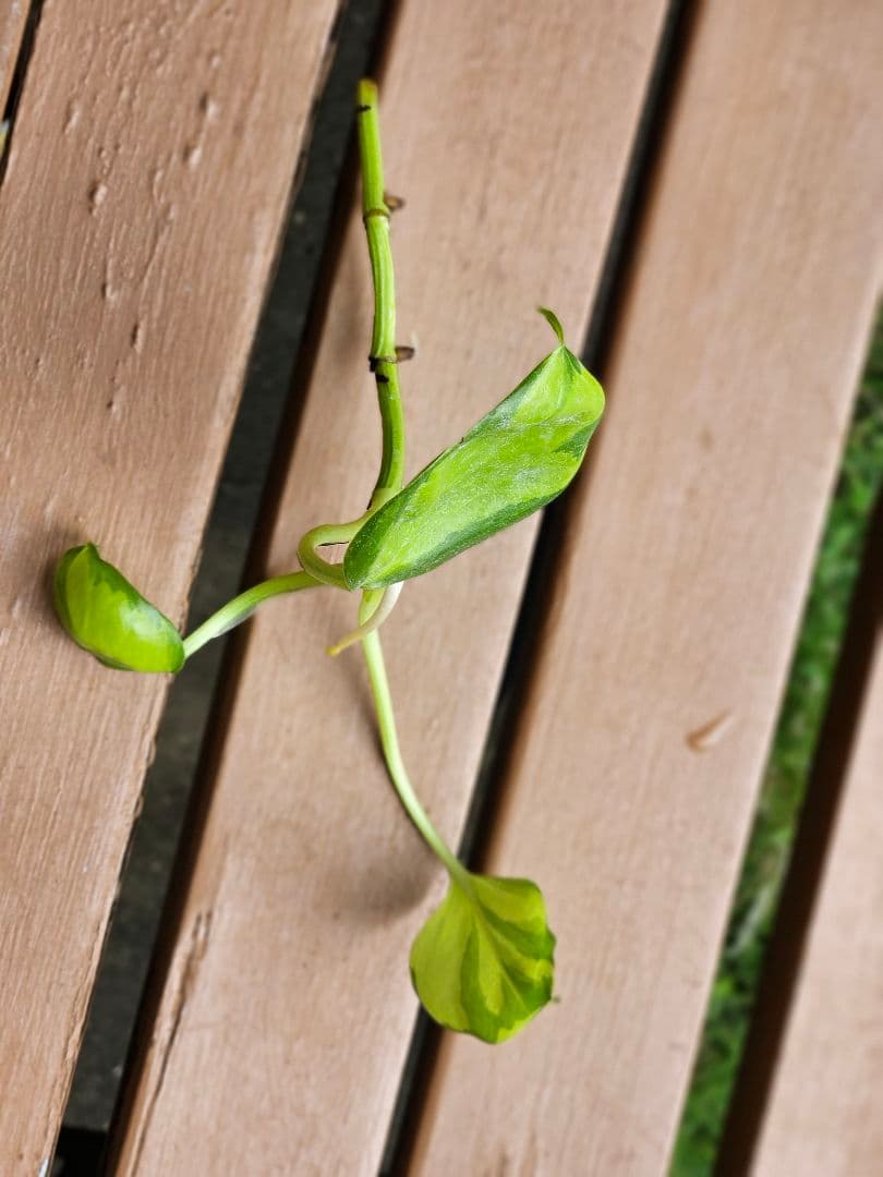 ポトス⭐AWファンタジー⭐カット1本