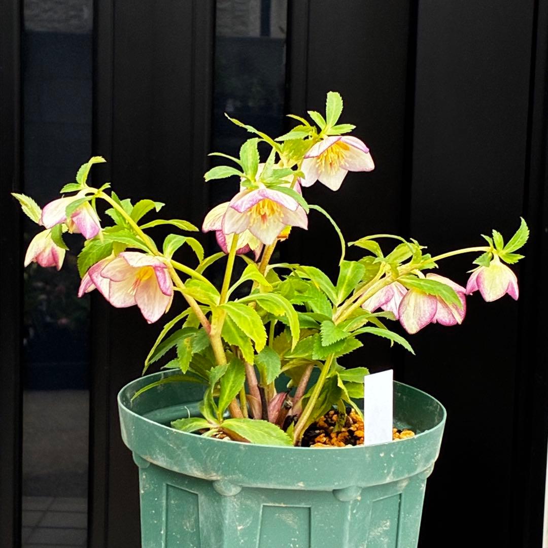 3720☘️タグ付☘️⭐️SD⭐️ムルチオーレア⭐️超小輪⭐️超コンパクト⭐️大木ナーセリー⭐️