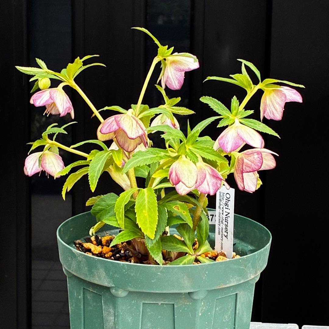 3720☘️タグ付☘️⭐️SD⭐️ムルチオーレア⭐️超小輪⭐️超コンパクト⭐️大木ナーセリー⭐️