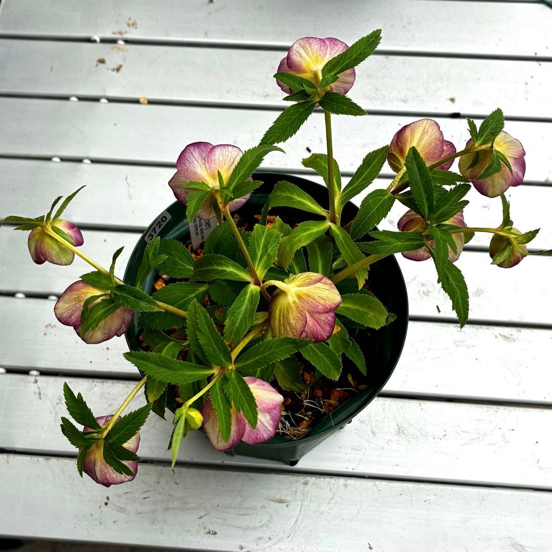 3720☘️タグ付☘️⭐️SD⭐️ムルチオーレア⭐️超小輪⭐️超コンパクト⭐️大木ナーセリー⭐️