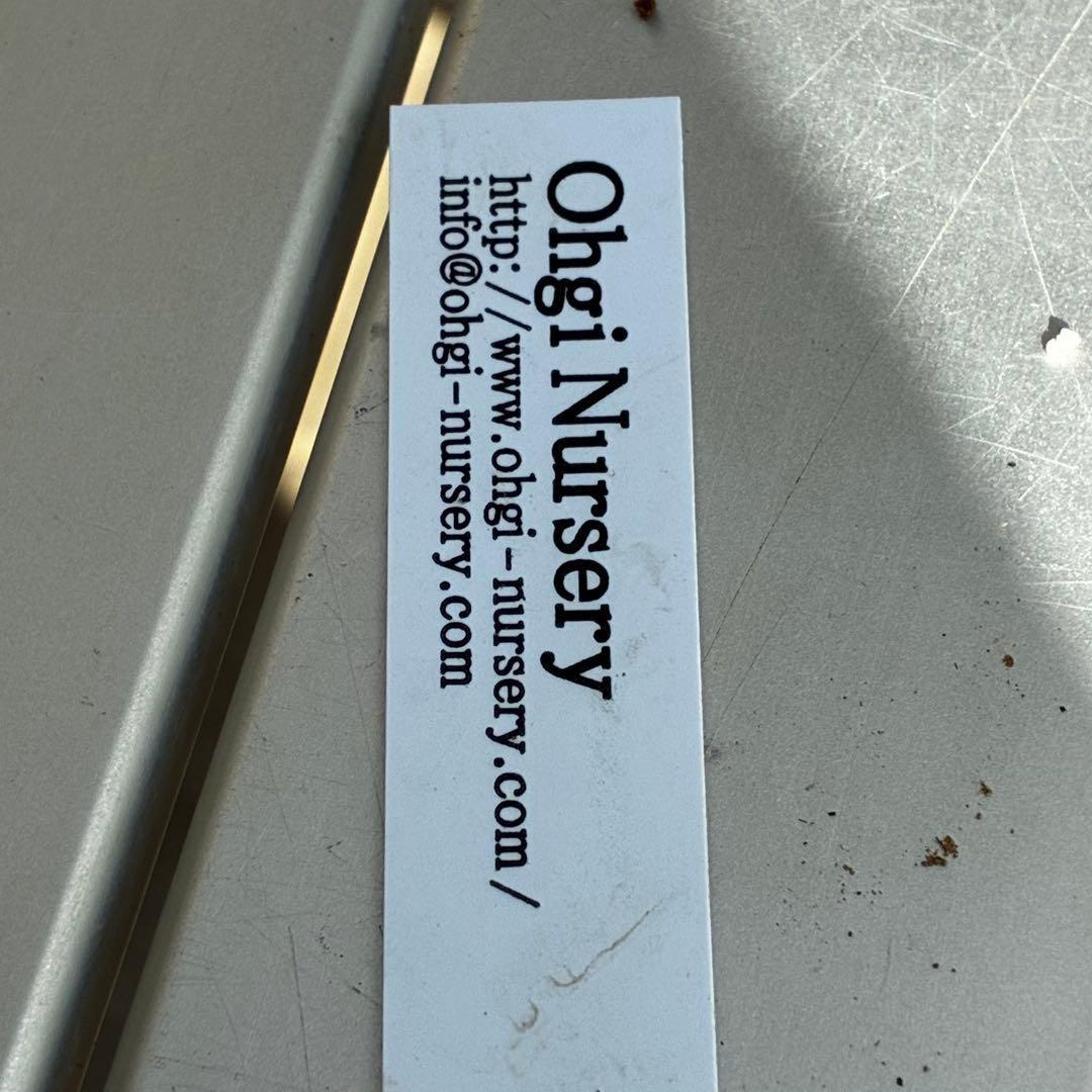 3720☘️タグ付☘️⭐️SD⭐️ムルチオーレア⭐️超小輪⭐️超コンパクト⭐️大木ナーセリー⭐️