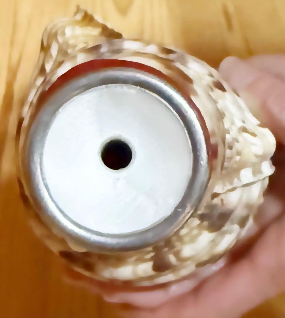 RIOさま専用　法螺貝　ほら貝　ホラガイ❣️赤紐付き