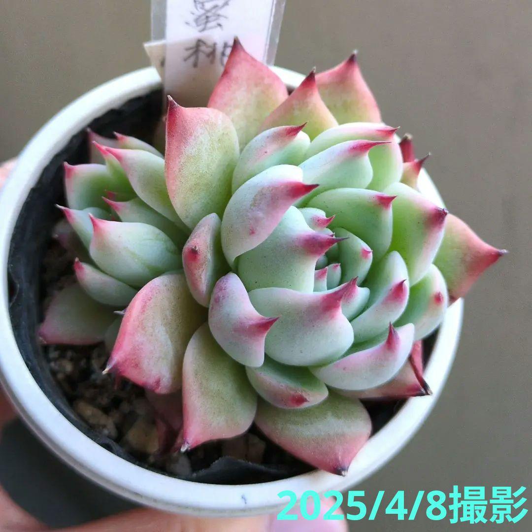 133. 多肉植物 水蜜桃 980円【抜き苗】