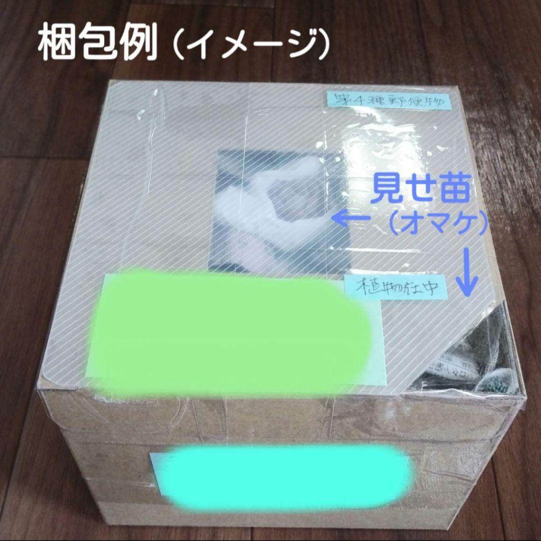 133. 多肉植物 水蜜桃 980円【抜き苗】