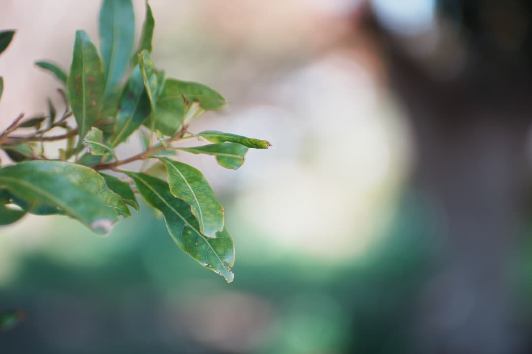 【小っっさ！】動作◎ オリンパス Zuiko Auto-T 85mm F2 24