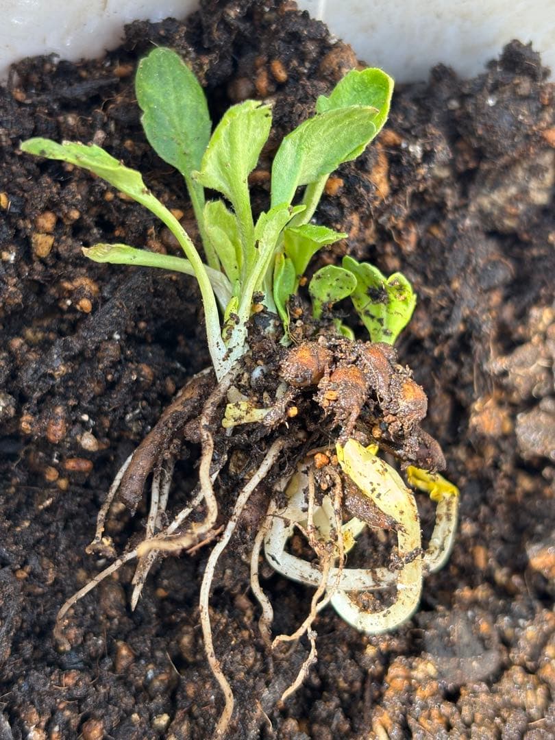 【S】キャスパー②、③、④各1芽、8芽